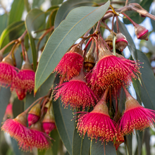 Eucalyptus forrestiana