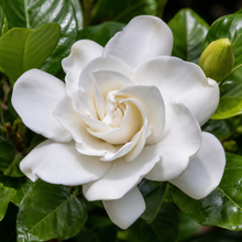 Gardenia augusta Florida