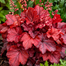 Heuchera Fire Alarm