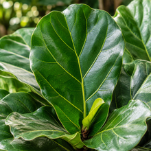 Ficus lyrata