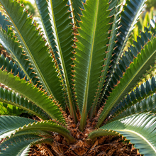 Dioon spinulosum
