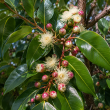 Syzygium tierneyanum