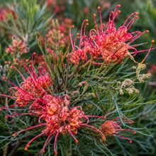 Grevillea Forest Rambler