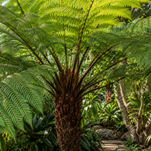 Cyathea cooperi