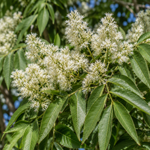 Fraxinus ornus