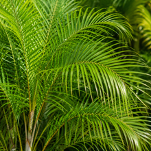 Dypsis plumosa