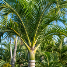Wodyetia bifurcata