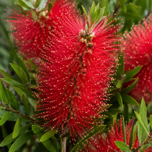 Callistemon Eureka