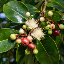 Syzygium francisii
