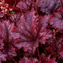 Heuchera Forever Red
