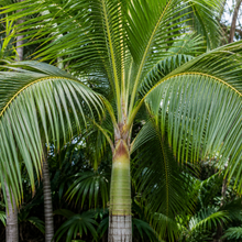 Cyphophoenix elegans