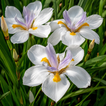 Dietes grandiflora