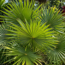 Thrinax radiata