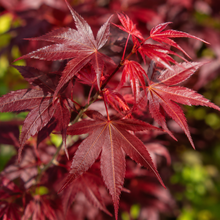 Acer rubrum Frank Jr Redpointe