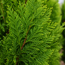 Thuja occidentalis smaragd