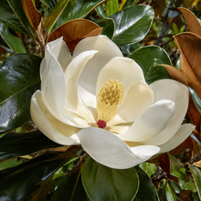 Magnolia grandiflora Exmouth