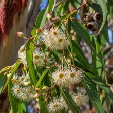 Eucalyptus tereticornis