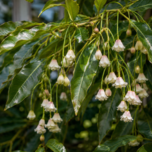 Elaeocarpus reticulatus