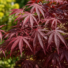 Acer palmatum Elegans
