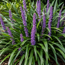 Liriope muscari Evergreen Giant