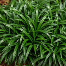 Ophiopogon japonicus Nana
