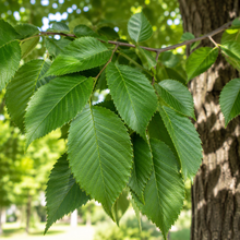 Ulmus procera