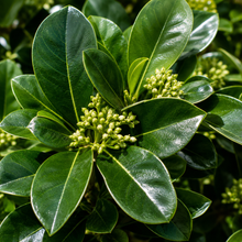Viburnum odoratissimum Emerald Lustre