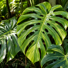 Monstera deliciosa