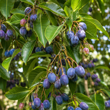 Elaeocarpus eumundi