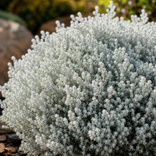 Leucophyta brownii