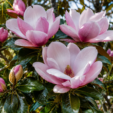 Magnolia Elizabeth