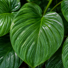 Homalomena Emerald Gem