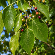 Celtis australis