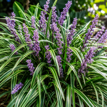 Liriope muscari Emerald Cascade