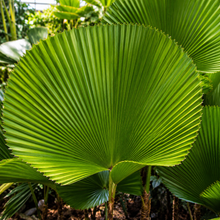 Licuala elegans