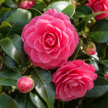 Camellia japonica Ecclesfield
