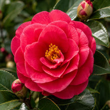 Camellia japonica Desire