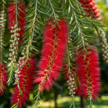 Callistemon viminalis Dawson River Weeper