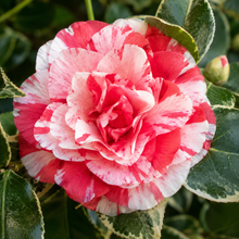 Camellia Japonica Emperor of Russia Variegated