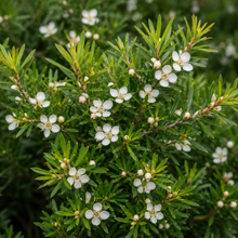 Agonis flexuosa nana
