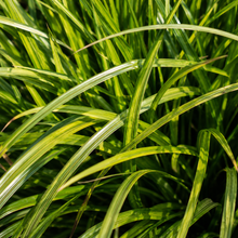 Lomandra longifolia Dalliance