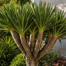 Dracaena Draco