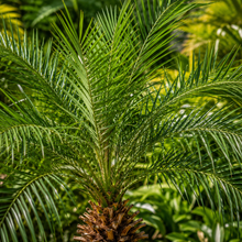 Phoenix roebelenii