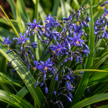 Dianella Clarity Blue PBR