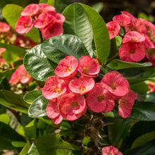 Euphorbia milii