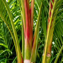 Pinanga coronata