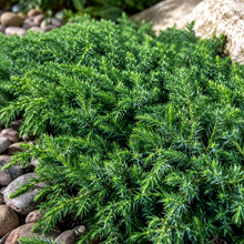 Juniperus taxifolia Lutchuensis