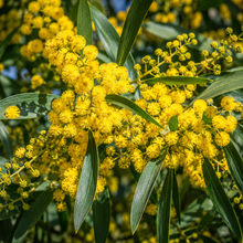 Acacia baileyana