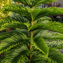 Araucaria columnaris