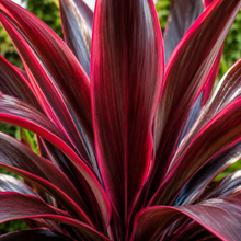 Cordyline fruticosa Rubra